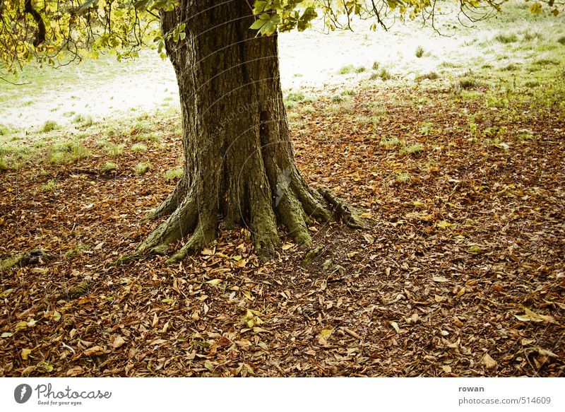 autumn tree Environment Nature Landscape Tree Leaf Garden Park Meadow Gloomy Autumn Autumnal Autumn leaves To fall Seasons Tree trunk Sadness Colour photo