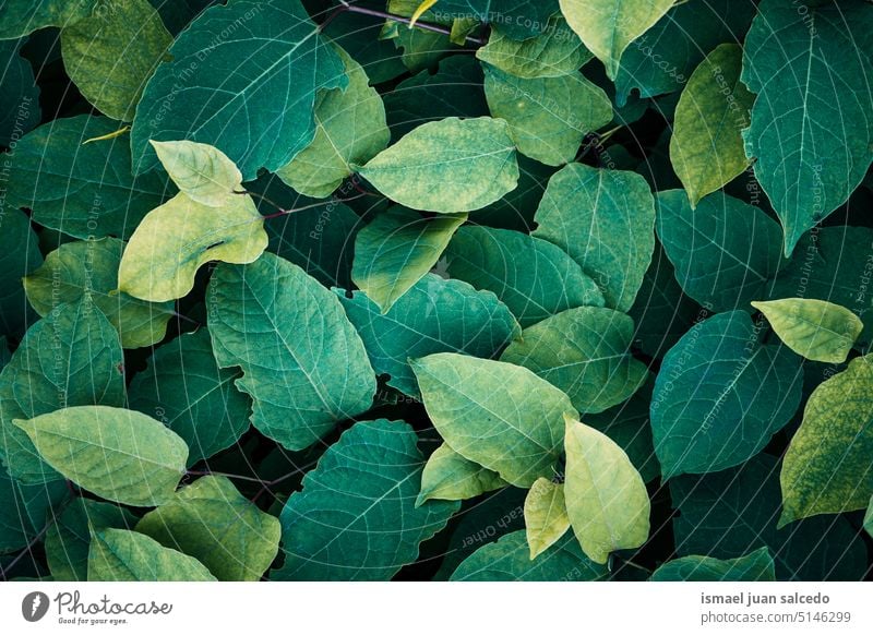 green plant leaves in springtime,  green background leaf green leaves japanese knotweed fallopia japonica green color garden floral nature foliage vegetation