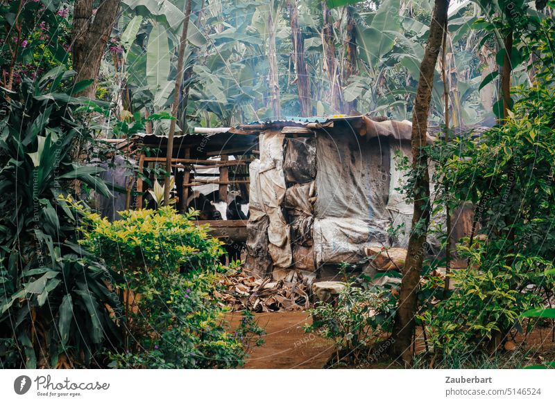 Stable made of wooden beams, corrugated iron and tarpaulin, in the middle of a banana plantation in Tanzania Barn Wood Corrugated sheet iron Cow steel Bananas