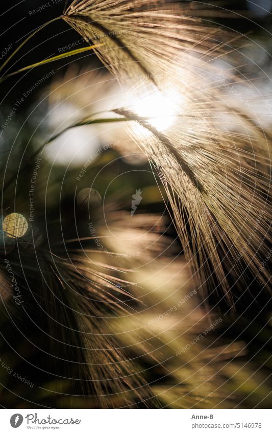 last daylight behind grass ears with beautiful atmospheric light reflections Back-light Grass Ears Portrait format glittering light reflexes Green sunny low sun