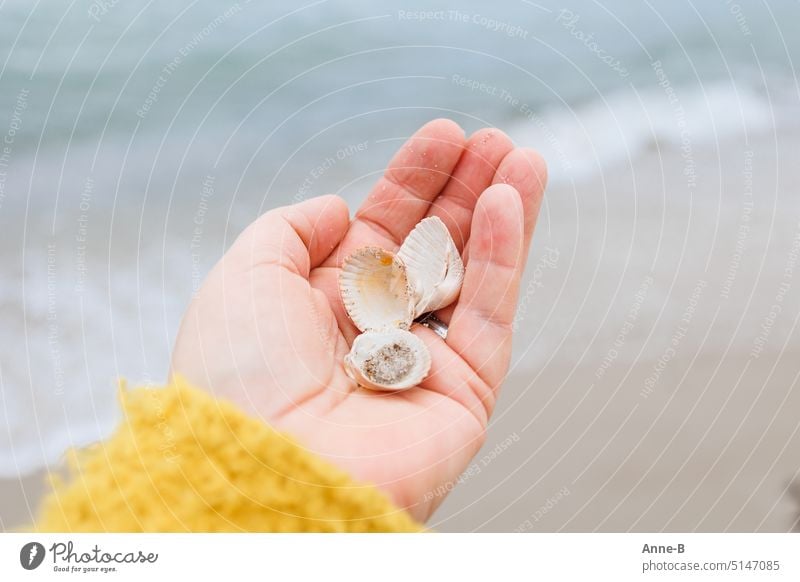 small mussel shells ( common cockle ) in my hand on the beach of the Baltic Sea seashells Lime Ocean Beach detained Sea love beach hike beach find