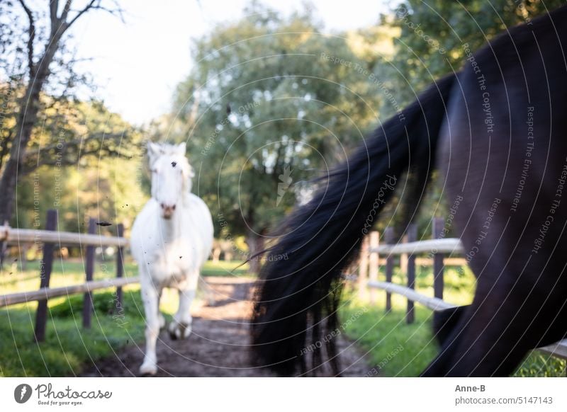 two horse details running in the mud out of focus, the autofocus has chosen the high flying mud which is in focus in front of a white horse .I as the owner of the white horse hate this mud.