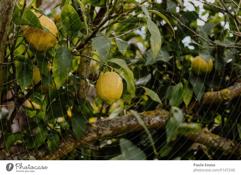 Fresh lemons on tree Lemon Lemonade citrus Citrus fruits Fruit freshness Organic Vitamin Colour photo Healthy Eating Nutrition Yellow Juice Food Delicious