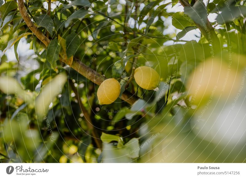 Fresh lemons on tree Lemon Lemonade citrus Citrus fruits Fruit freshness Organic Vitamin Colour photo Healthy Eating Nutrition Yellow Juice Food Delicious