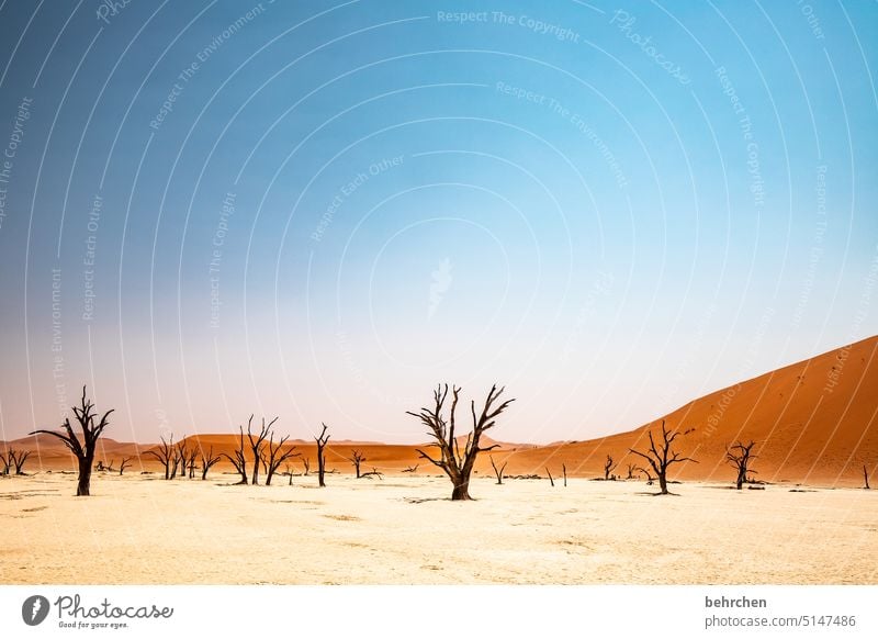 aridity Tree dead tree Sossusvlei Exterior shot Sesriem travel Wanderlust Far-off places Namibia Africa Desert Sand Colour photo Loneliness Nature