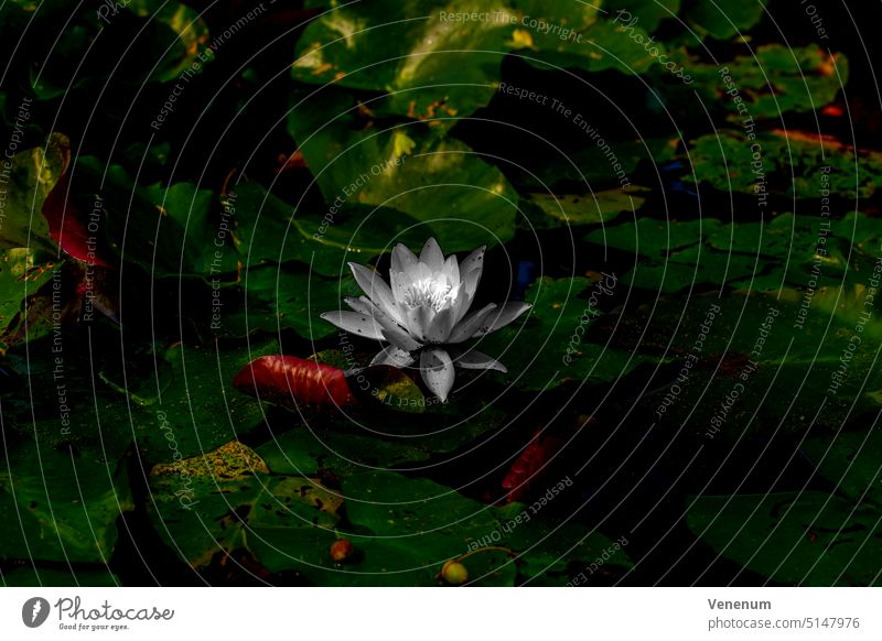 Colorless water lily in a water pond with many beautiful green leaves yellow waterlily water lilies Plants plants leaf outdoor water reflection lily pad