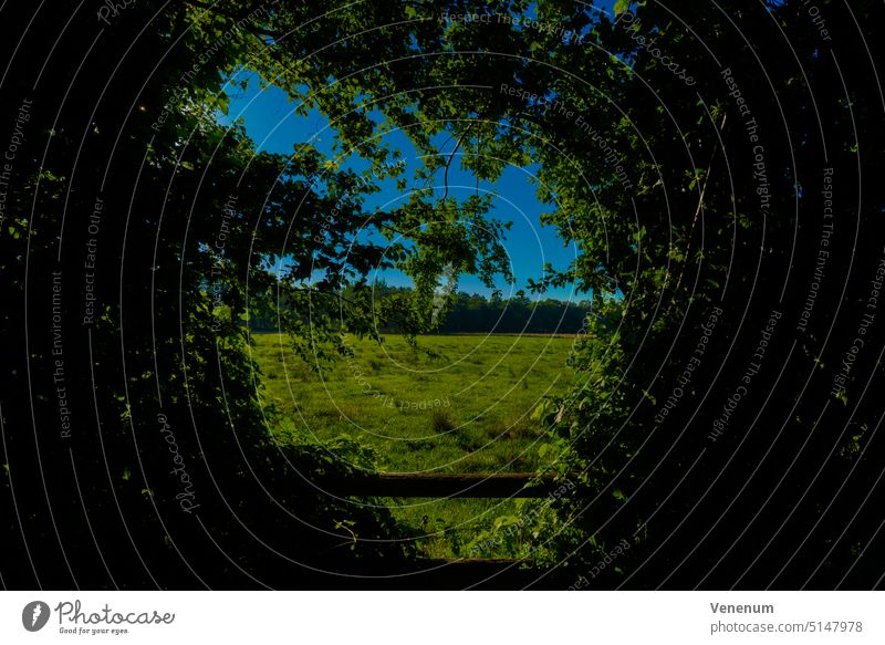 Agricultural land for cows, beautiful green meadow, hedge with fence in the foreground tree trees sun sunny woods forests cloud clouds sky food industries