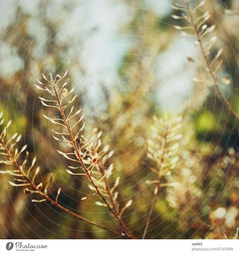 wayside wonders Bushes Wild plant Growth naturally Near Small Idyll Plant Stalk Environment Nature Thin Sunlight Deserted Close-up Detail Exterior shot