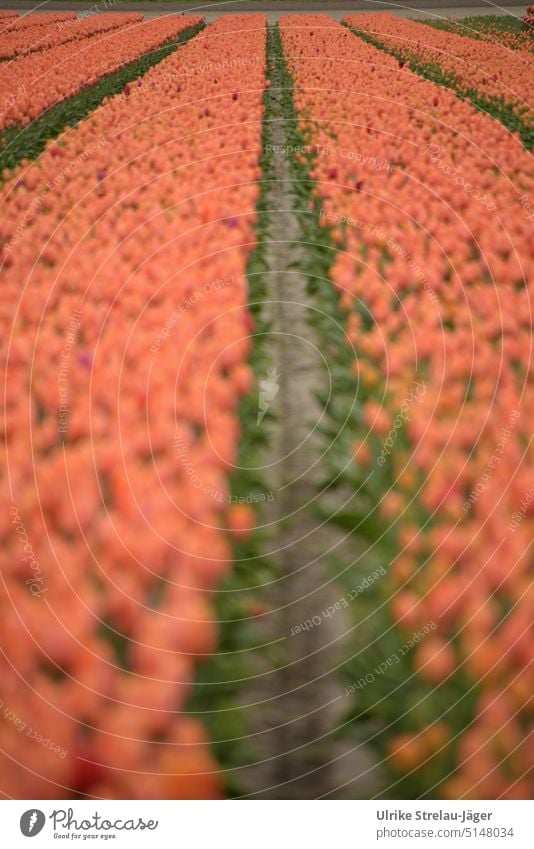 Tulip field orange tulips Orange Green Spring Tulip blossom flowers Flower Blossom Blossoming Plant Day Agriculture Colour photo Tulip rows furrows acre