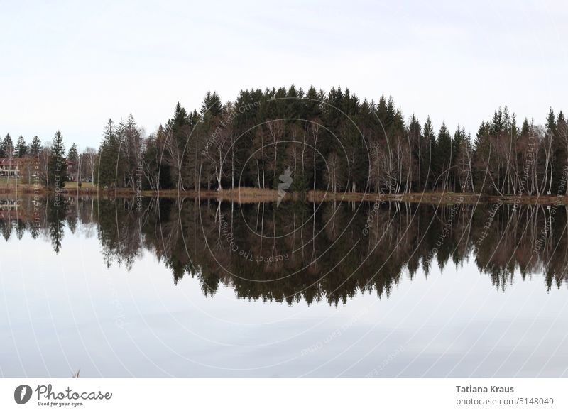 Reflection at the lake Lake Water November November mood Gloomy late autumn reflection Reflection in the water Calm Water reflection Lakeside Idyll