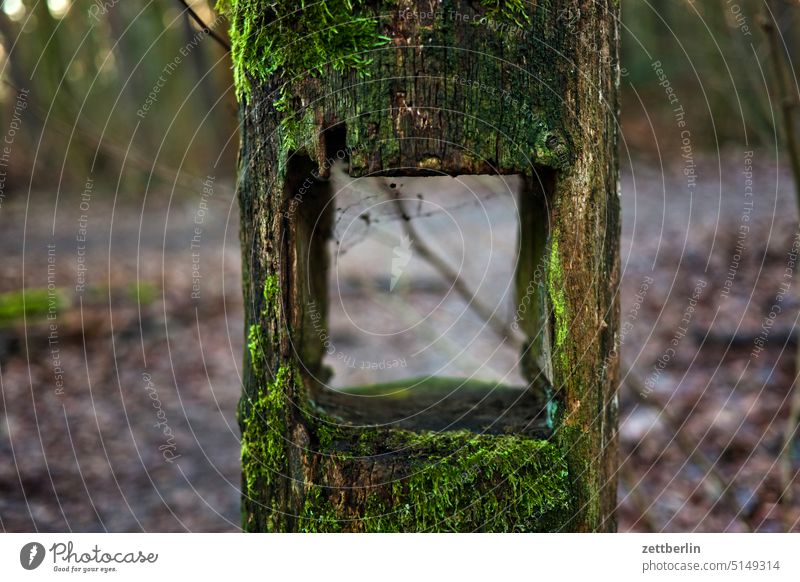 Square hole Wood Joist Hollow quad Vista Winter Relaxation Recreation area Grunewald Green To go for a walk Park surrounding area hike trunk Tree trunk Opening