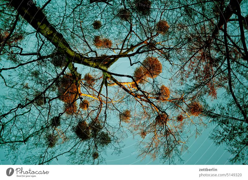 Mistletoe Tree Parasite Nature Growth Worm's-eye view Birch tree trunk Branch Twig Winter Autumn holidays Depth of field Copy Space shrub Deserted Relaxation