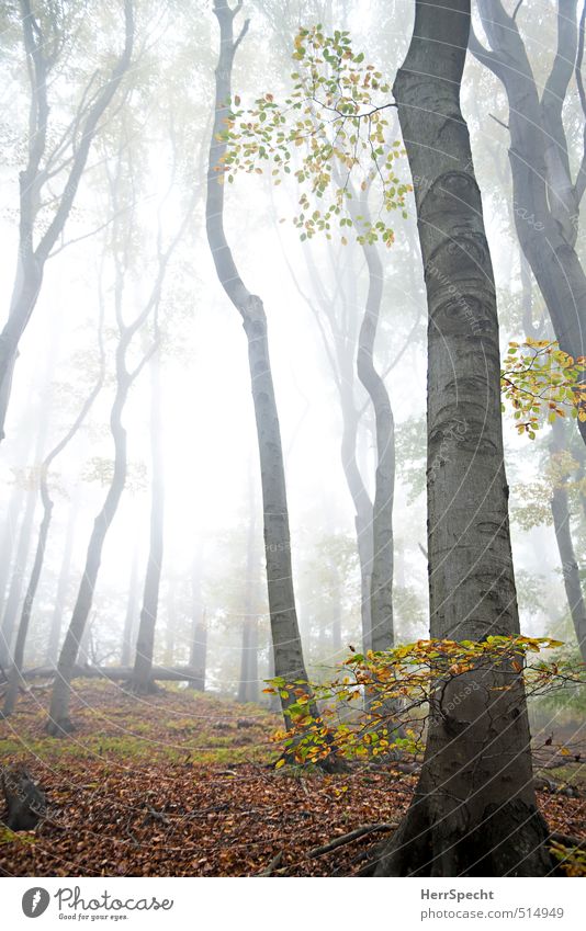 cloud forest Environment Nature Landscape Plant Autumn Tree Leaf Beech tree Beech wood Deciduous forest Forest Hill Mountain Viennese Forest Vienna Esthetic