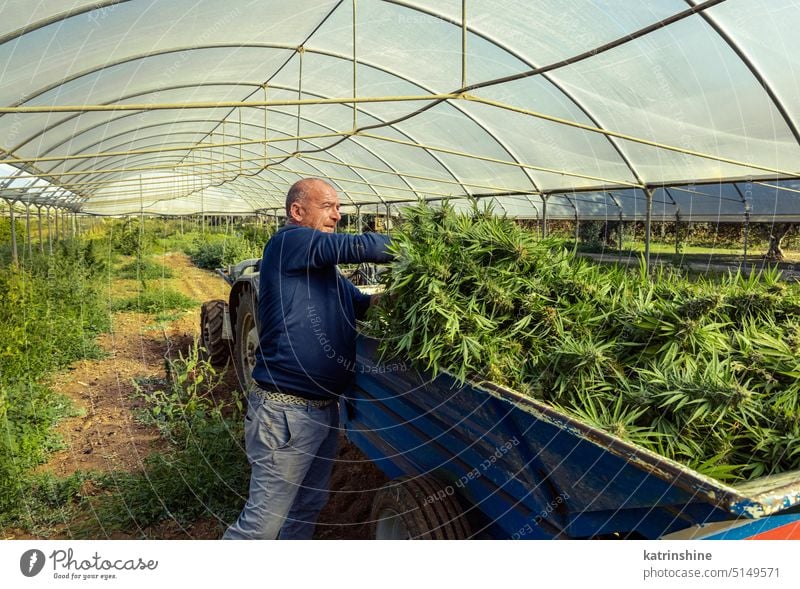 Farmer Worker harvesting Marijuana, puts cutted plants on tracktor. Organic Cannabis Sativa worker farmer cannabis green Leaves CBD medicinal plantation