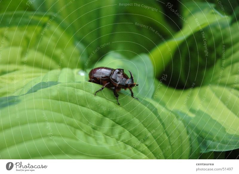 rhinoceros Rhinoceros Leaf Animal Insect Beetle Nature ... Exterior shot