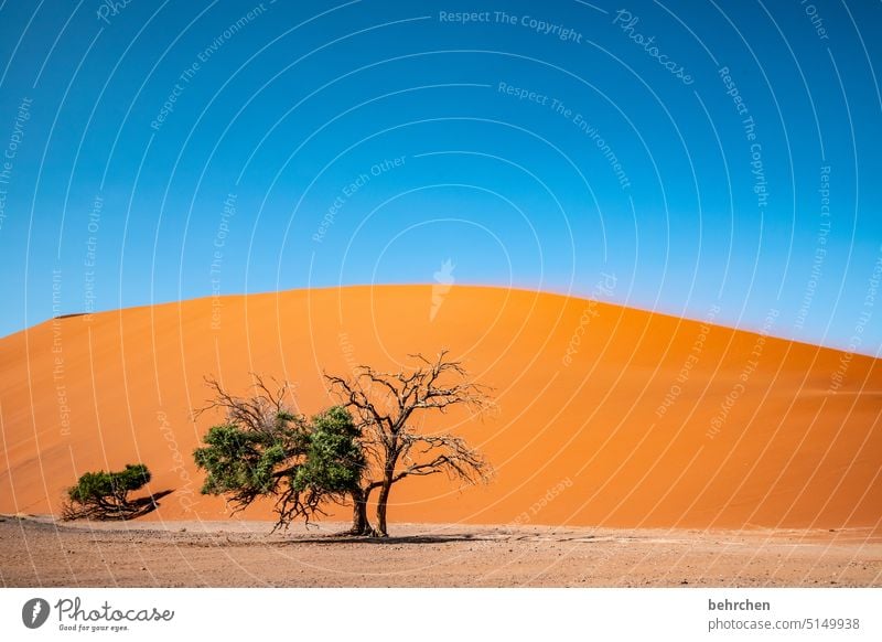 tree stories Sky Sossusvlei Sesriem dune 45 Sand Desert Africa Namibia Far-off places Wanderlust Landscape Loneliness dunes duene Impressive sand dune magical