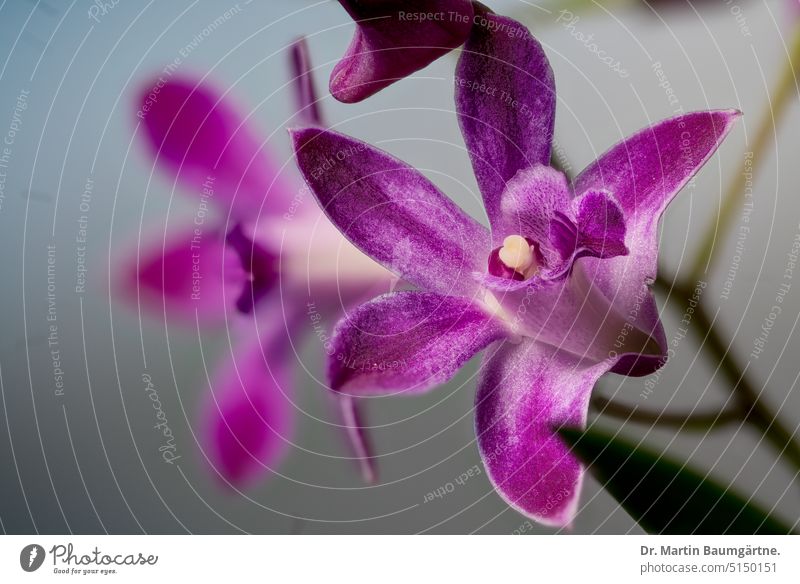 Dendrobium kingianum × D. "Mini Pearl" (D. canaliculatum × D. bigibbum), orchid Dendrobium kingianum hybrid dendrobium Orchid Blossom blossoms Plant enduring