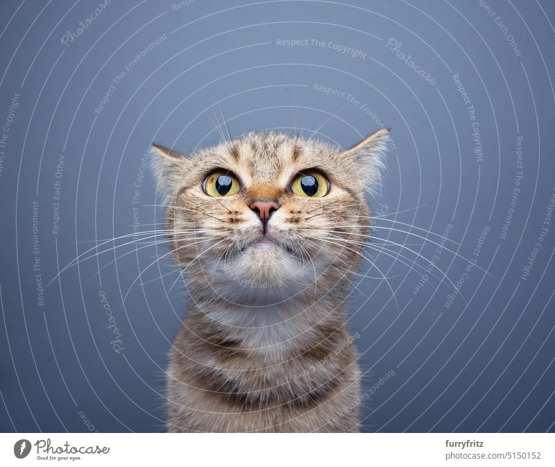 cute tabby cat with big eyes making a funny face portrait feline pets mixed breed cat studio shot gray background blue looking at camera shorthair cat whisker