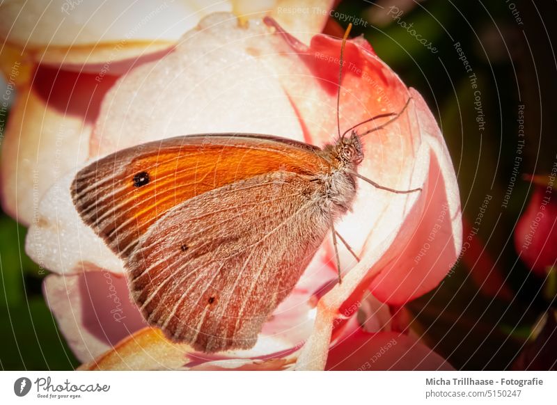 Butterfly on a flower (large ox-eye) Big bull's eye Maniola jurtina Noble butterfly butterflies Head Eyes Feeler Grand piano Legs Flower Blossom Insect Nature