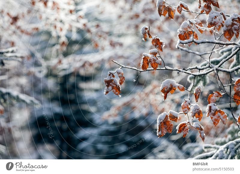 Brown autumn leaves in winter snow covered on a branch in the forest Winter Snow snow-covered foliage Autumn leaves Forest Branch Twig Tree Deciduous tree