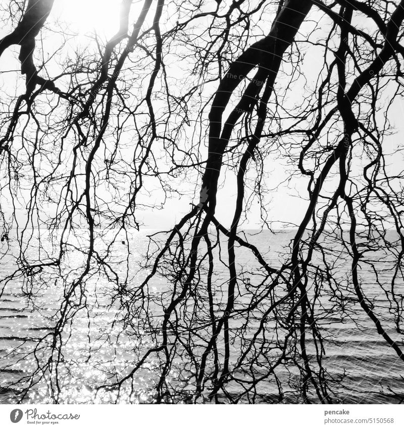 gegenüberstellung | baum und wasser Baum Wasser See Äste Landschaft Natur Himmel Erholung Gegenüberstellung