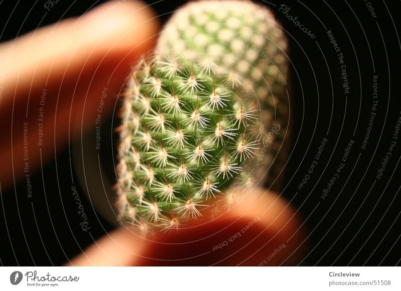 My cactus under the lens Cactus Plant Fingers Black Houseplant Macro (Extreme close-up) Close-up Nature Magnifying glass Lens Thorn pricks house plans