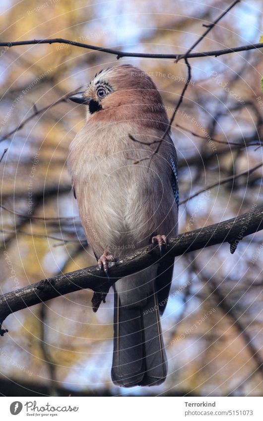 Jay on a branch Garrulus glandarius Bird Ornithology Nature Beak Colour photo Feather Exterior shot Animal portrait Wild animal Eyes Plumed Grand piano