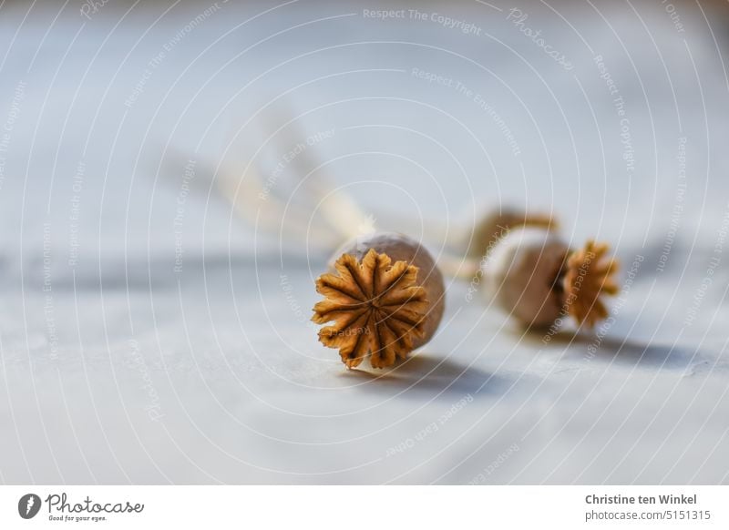 dry poppy pods on old linen poppy seed capsules Dry Shriveled Transience Brown Shallow depth of field Still Life pretty Esthetic differently Exceptional