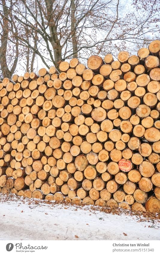 Many stacked tree trunks at the edge of the forest and a slightly snowy path in the foreground Cut down chop down Logging precipitation Wood Timber