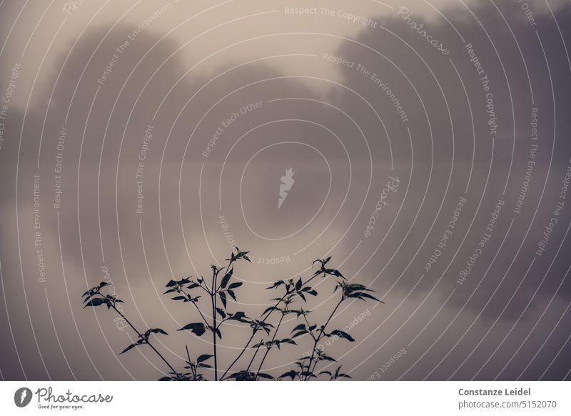 Grasses in front of a misty lake. Lake reflection Gloomy dreariness Sadness Grief Reflection Wet Nature grasses Fog Silhouette Dreary Weather Autumn Autumnal