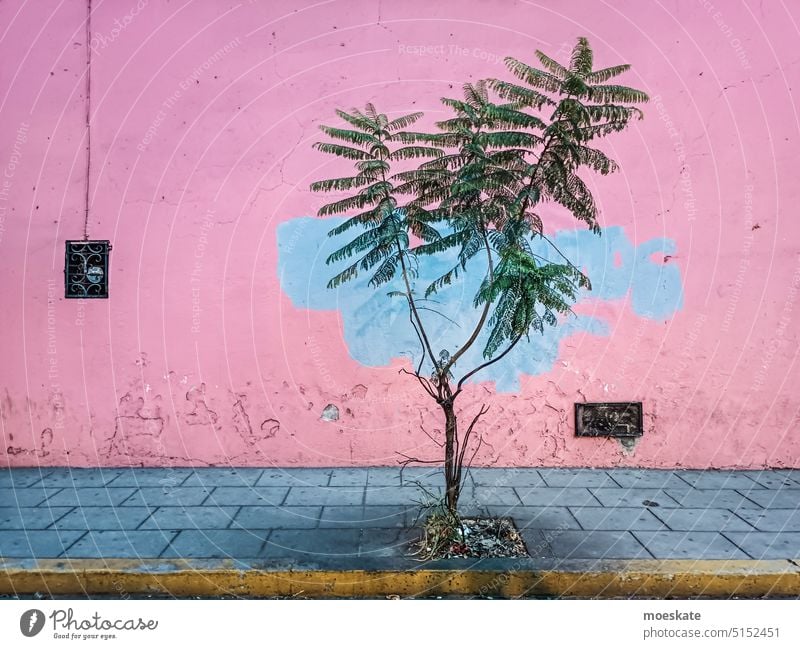 Little trees on the sidewalk Town Tree off wayside Mexico electricity meter Empty Pink