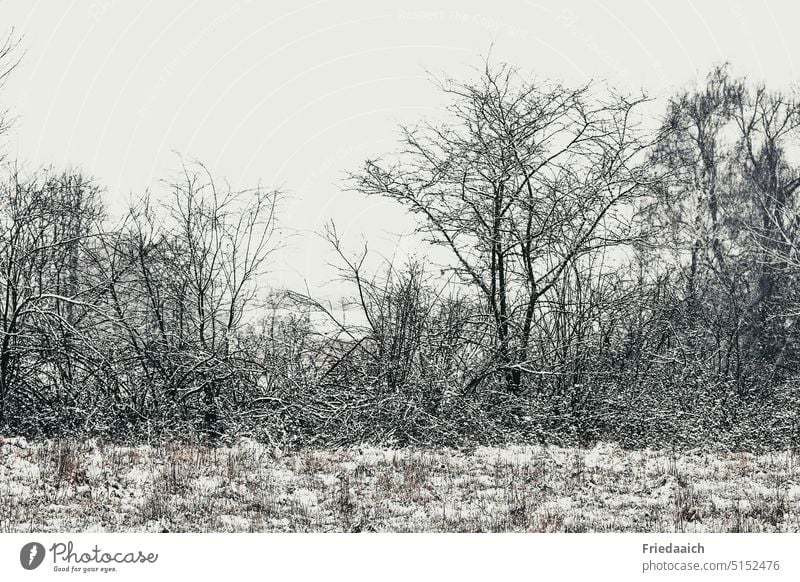 light snowy landscape bare trees Snow hyperglycemic Winter Nature Cold White Bleak Sky Landscape Exterior shot Deserted Winter mood Snowscape chill Winter's day