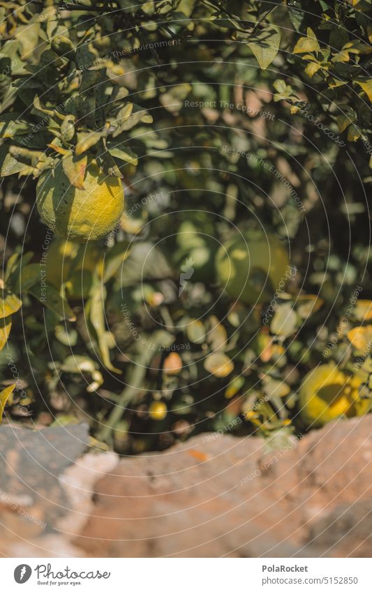 #A0# Lemons in the garden Lemon yellow Lemon juice Lemon tree Lemon peel citric acid Green Tree Colour photo Yellow Sour Deserted Day Fruit