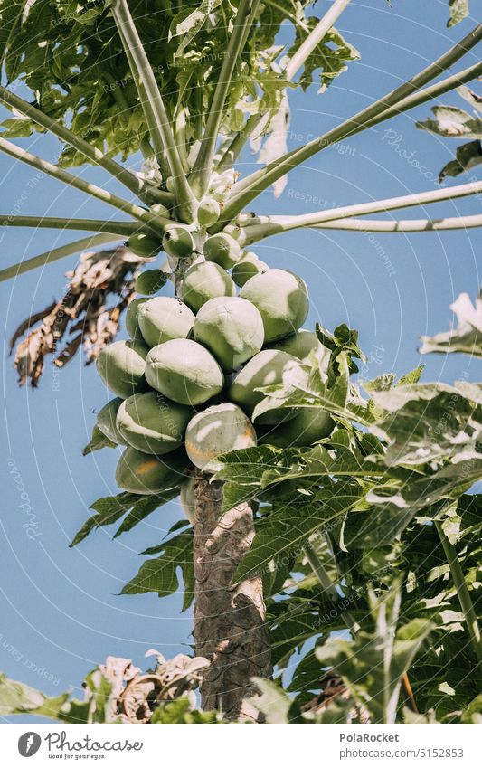 #A0# Papayas in the garden Papaya fruit Papaya interior papayas Papaya salad Delicious Healthy Eating salubriously Fruit Food Nutrition Fresh Vegetarian diet