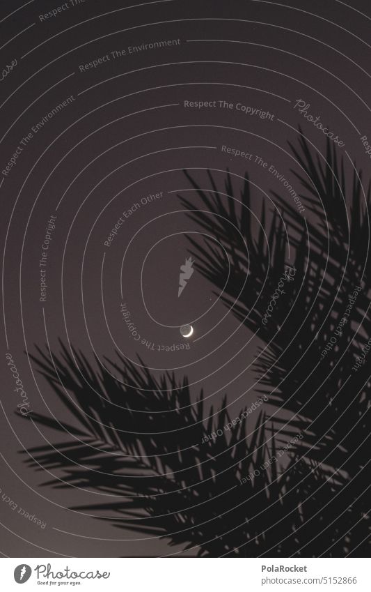 #A0# Night sky on palm frond Moon Palm frond Shadow Dark Mystic Skyward space Moonlight