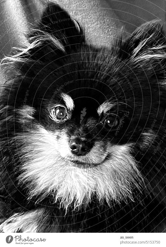 Black Pomeranian Dog Pygmy Spitz animal portrait Animal face Pelt black White Pet Animal portrait Looking Cute Looking into the camera Love of animals