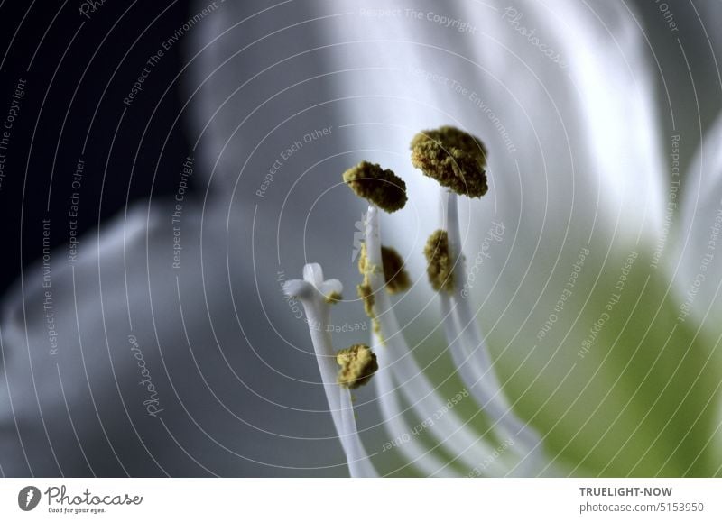 White amaryllis view of open flower with stamens, pollen, pistil and blurred petals Amaryllis amaryllidaceae Hippeastrum Plant Flower Blossom Close-up Pollen