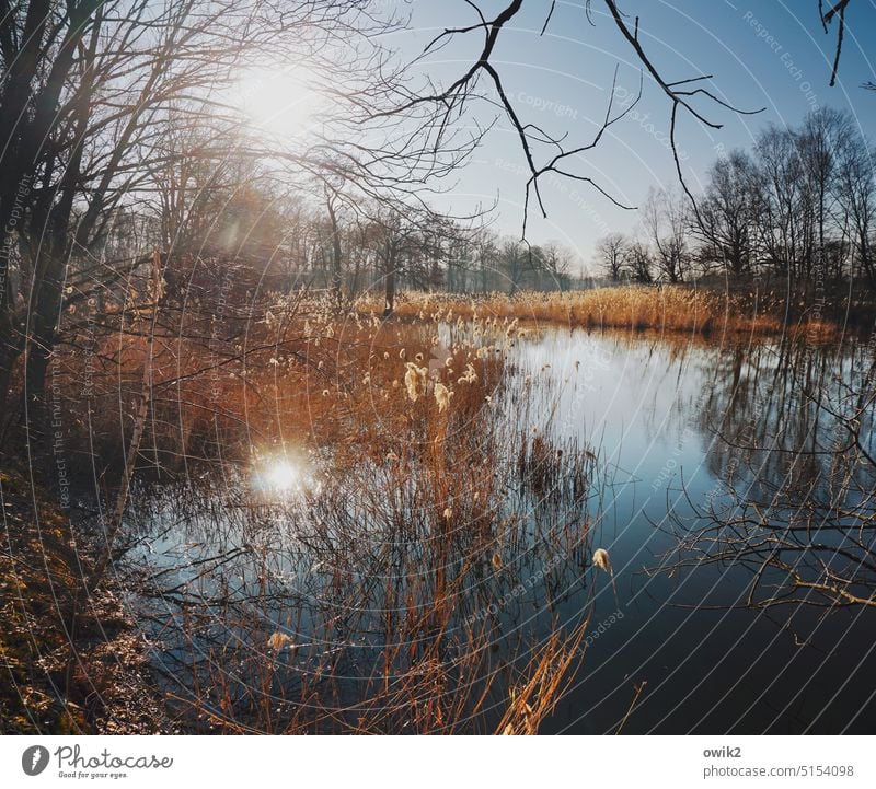 Resting Pond Lake Water Plant wide Light (Natural Phenomenon) Water reflection Lakeside tranquillity Mystic Glistening Mysterious Landscape Peaceful Calm