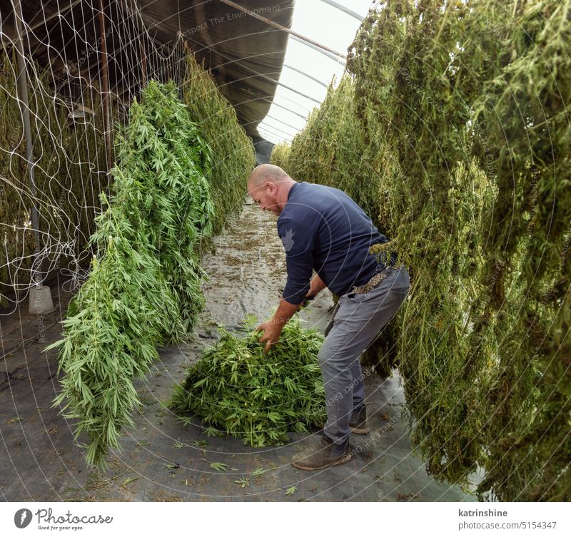 Farmer Worker hangs Marijuana plants to dry in a barn. Organic Cannabis Sativa worker farmer cannabis harvest green Leaves CBD medicinal plantation close up