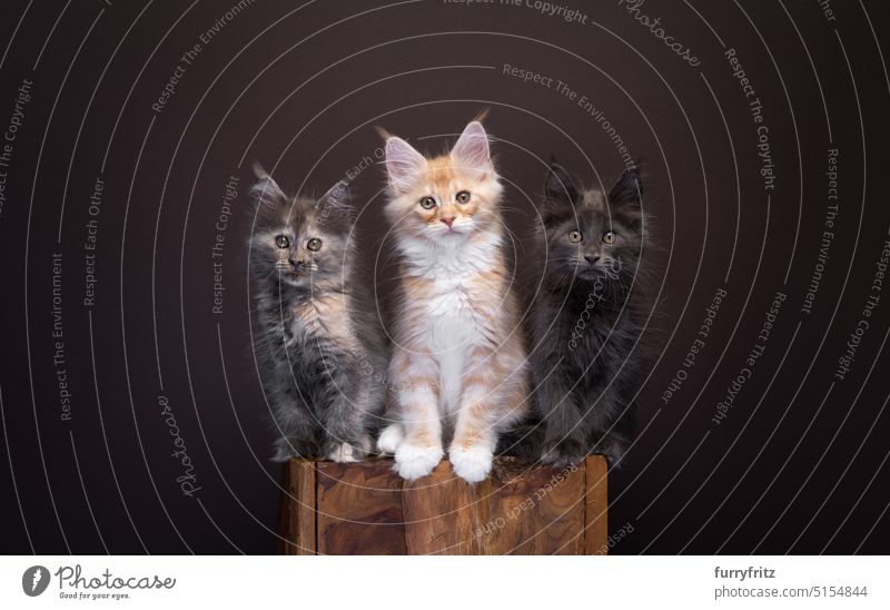 group of three different colored maine coon kittens sitting on a wooden block side by side log cute ginger portrait cat pet fluffy domestic feline fur pets