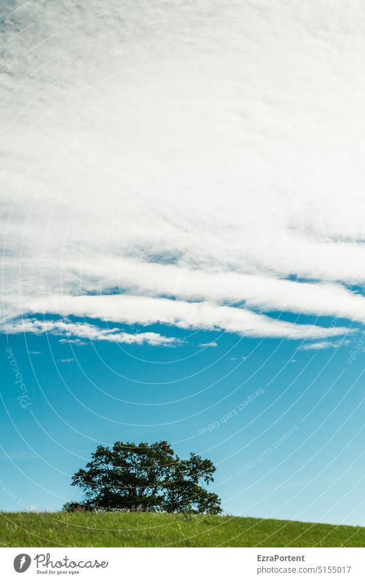 Cloudy Tree Hill Meadow Grass Sky Clouds Blue Green Summer good weather Nature Beautiful weather Landscape Environment tranquillity Spring cloudy