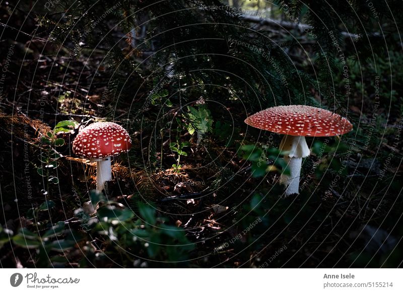 Two toadstools in the forest, sun on the forest floor Amanita mushroom Toadstools Forest Nature Swede Woodground Sunlight mushrooms forest mushrooms