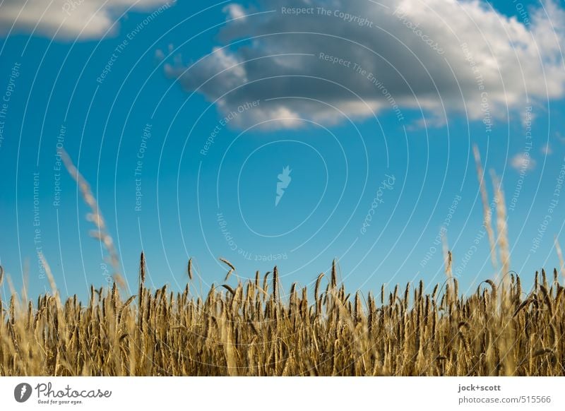 Levitation over grain field Nature Sky Clouds Summer Climate Beautiful weather Agricultural crop Grain field Field Flying Growth Authentic Ease Attraction