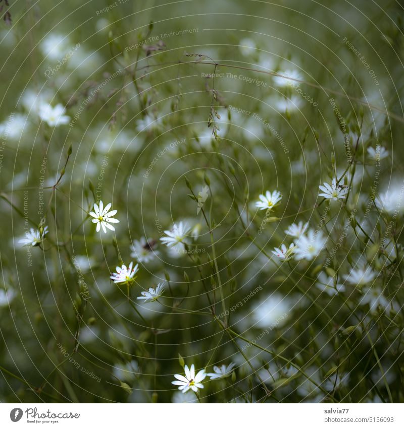 white stars blossom on the roadside chickweed Flower Stellaria langifolia Long-leaved chickweed Nature Plant Blossom Meadow Close-up Deserted blurriness