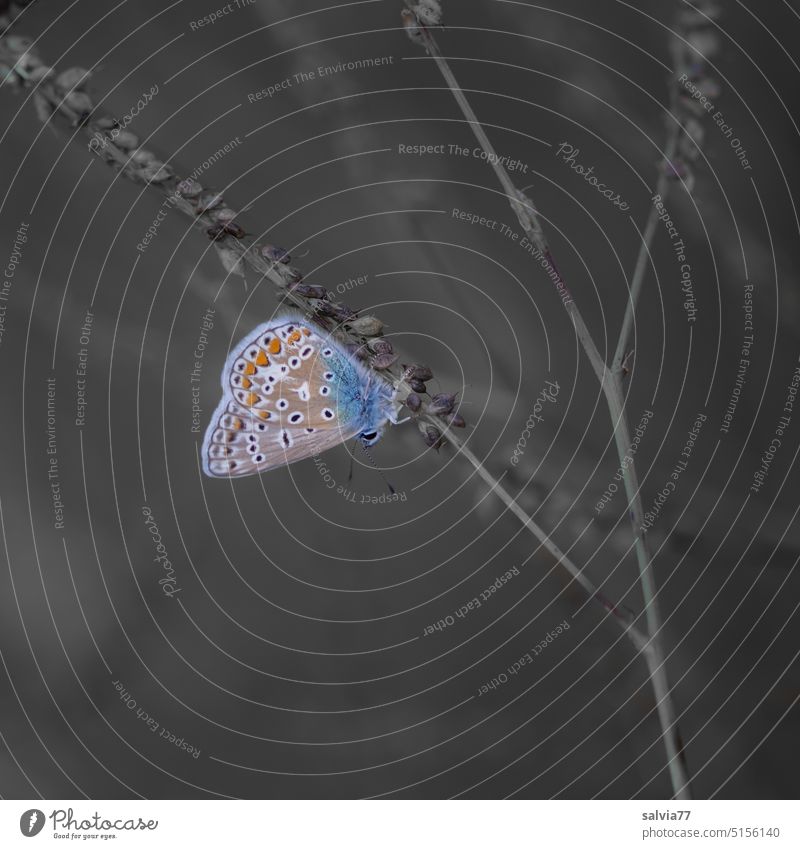 color reduced | small blue butterfly takes a break Butterfly Insect Nature Grand piano Macro (Extreme close-up) Close-up Animal portrait Plant Feeler