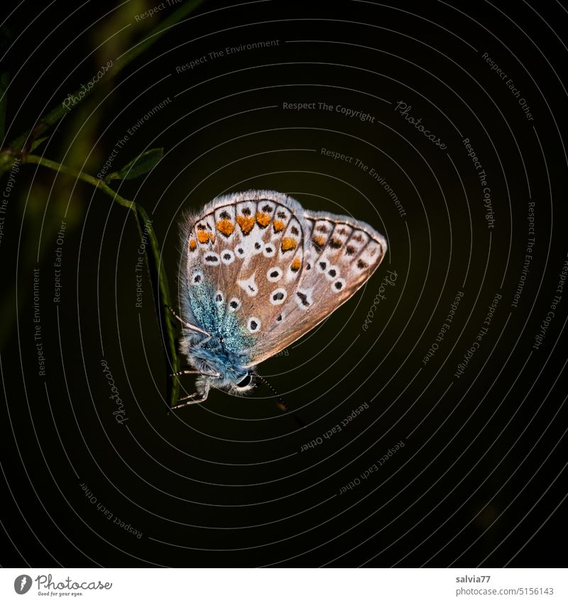 enjoying last evening sun, small blue butterfly against dark background Butterfly Lepidoptera Animal Close-up 1 Macro (Extreme close-up) Insect Nature