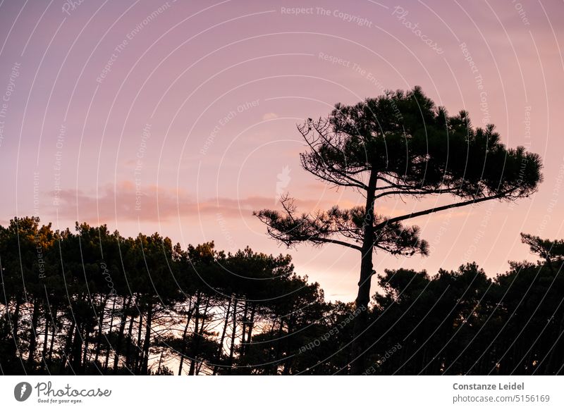 Pine forest with free standing pine tree against morning red sky Nature Stone pine pine forest Tree Dawn Maritime pine Forest Jawbone Landscape Environment