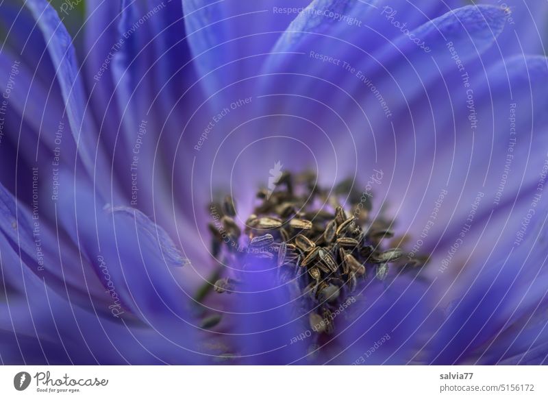 Blue miracle anemone Blossom Macro (Extreme close-up) Flower Close-up Nature Plant blurriness Anemone Delicate pretty Blossoming Detail Poppy anenome