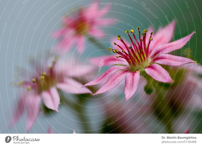 Sempervivum, houseleek or roofleek, flowers Roof Root succulent Blossom blossoms enduring shrub Alpine thickleaf plants crassulaceae