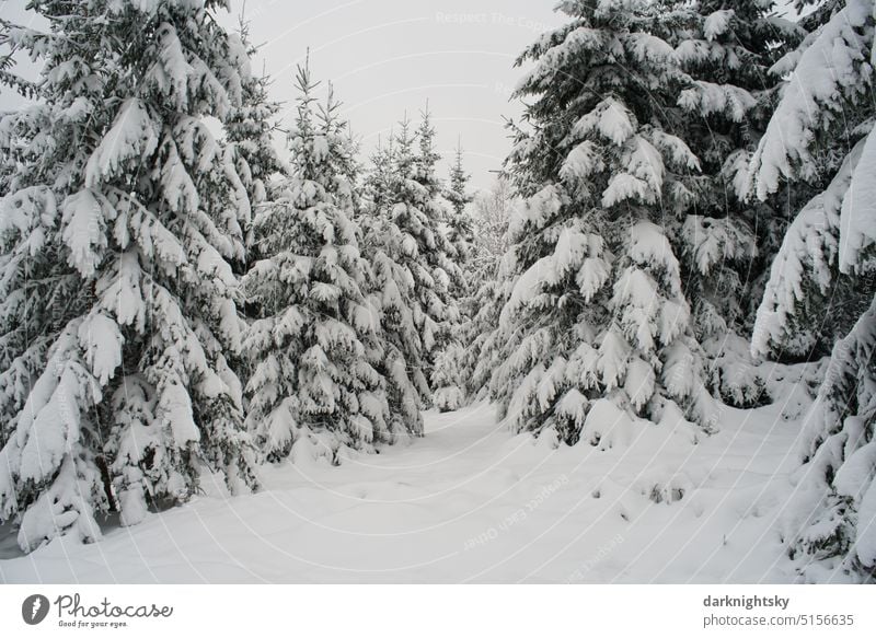 Forest landscape in winter with snow and in frost and cold weather Snow spruces Winter Environment trees Landscape Deserted Exterior shot Cold winter landscape